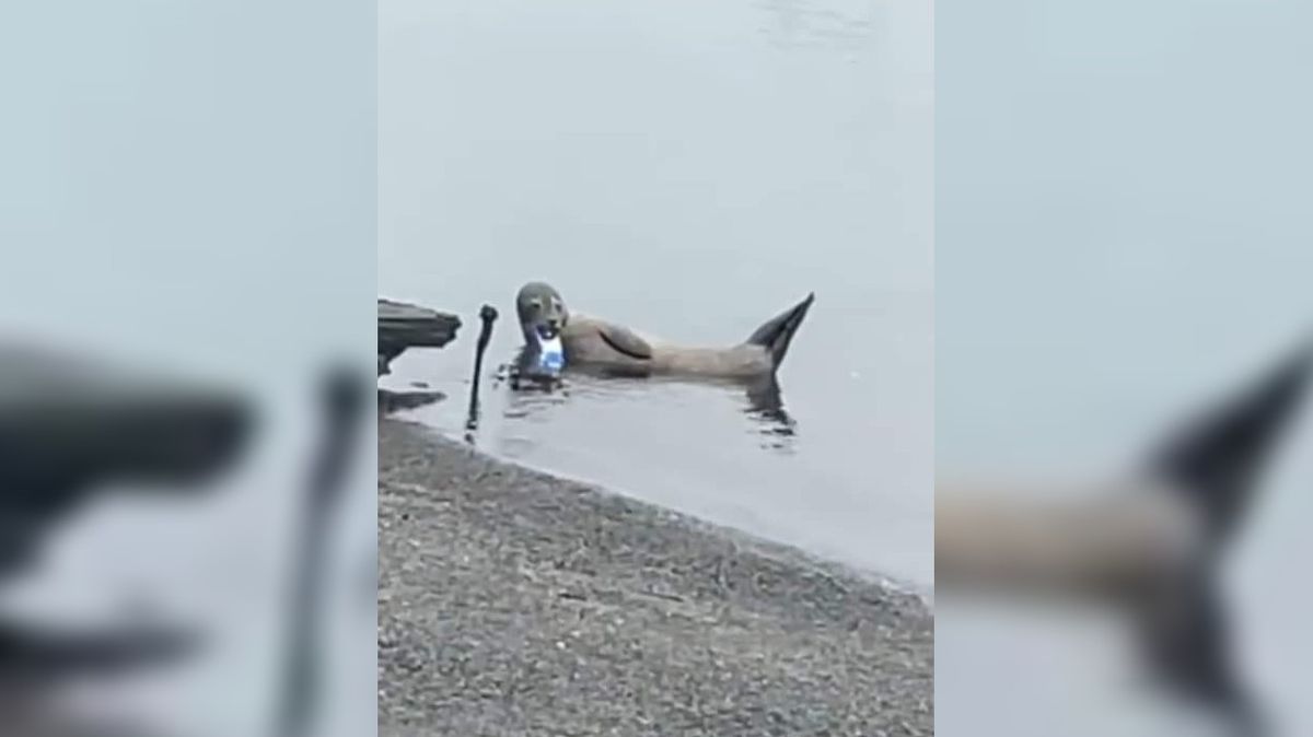 Záchranáři pomohli tuleni se zaseknutou plechovkou v tlamě
